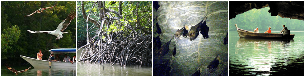 <br>1. 맹글로브 투어 (Langkawi Mangrove Tour)