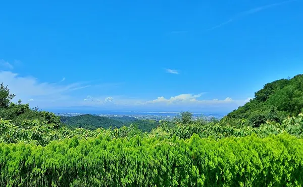 오사카 3색골프