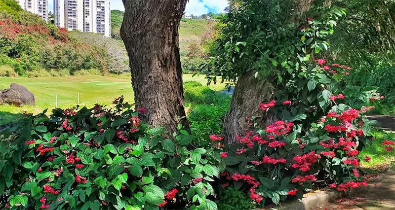 하와이 하얏트 실속 3색골프